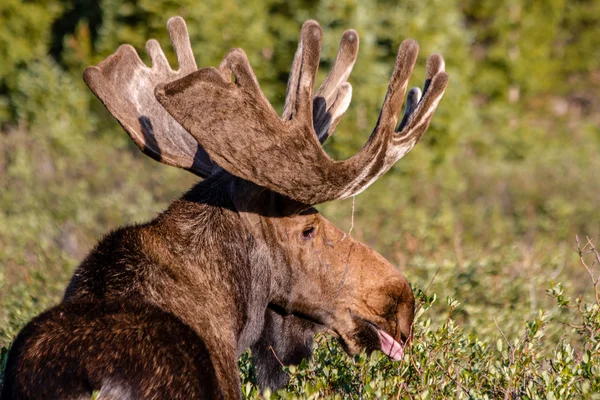 Stor tjur älg i sommaren sammet — Stockfoto