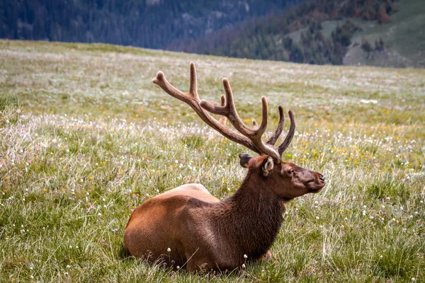 Alce de touro grande no prado da montanha — Fotografia de Stock