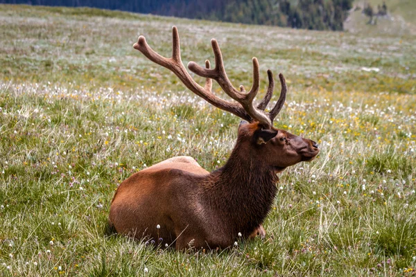 Velký býk losů v horské louce — Stock fotografie