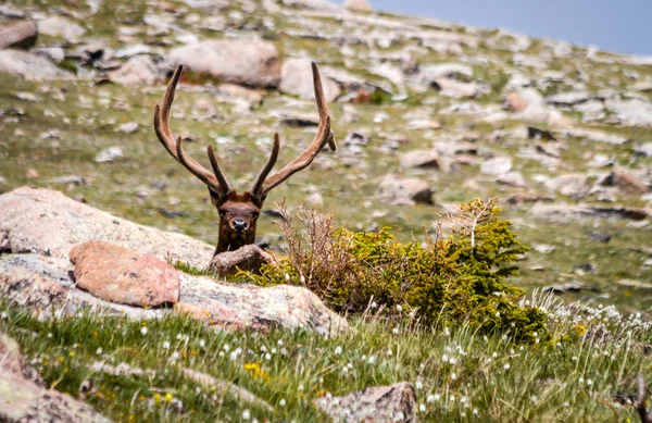 Velký býk losů v horské louce — Stock fotografie