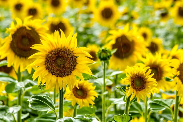 Campo de girasol en flor —  Fotos de Stock