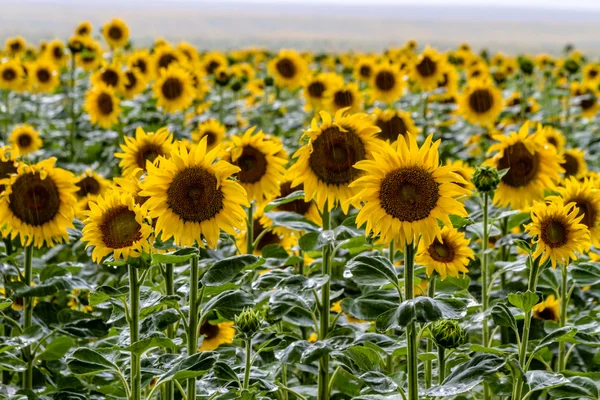 Соняшникове поле у цвітіння — стокове фото