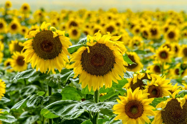 Campo de girasol en flor — Foto de Stock