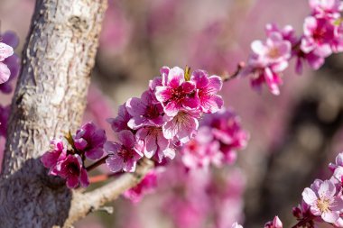 Meyve bahçesinde çiçek açan şeftali ağacına yakın.