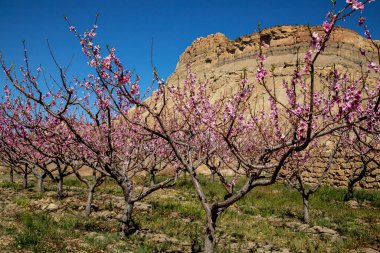 Palisade Colorado 'da açık pembe çiçekli şeftali bahçeleri Kitap Kayalıkları' nın dibinde ve güneşli bir bahar sabahı Garfield Dağı 'nda.