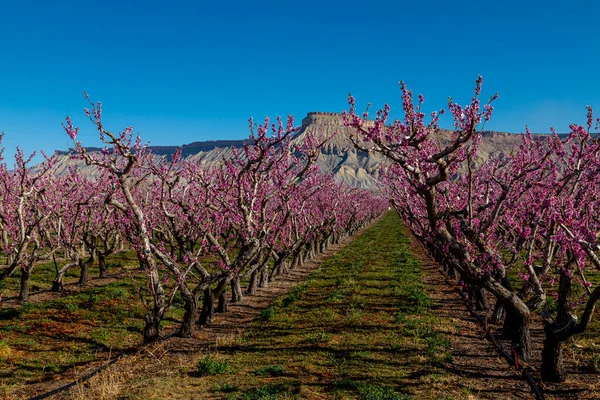 Blühende Reihen Von Pfirsichbäumen Obstgarten Palisade Colorado Mit Mount Garfield — Stockfoto