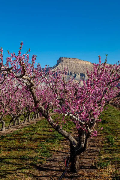 Цветущие Ряды Персиковых Деревьев Саду Palisade Колорадо Маунт Гарфилд Расстоянии — стоковое фото