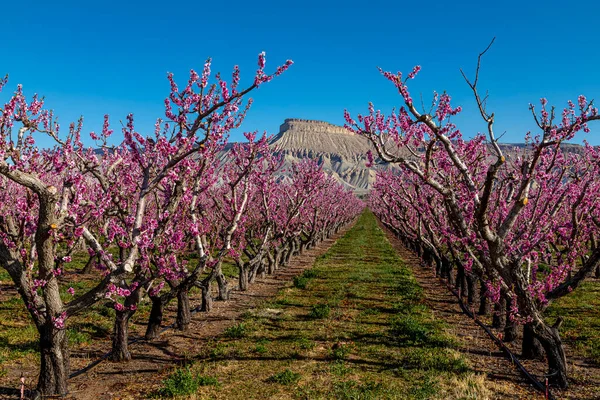 Spring Morning Blooming Peach Orchards Palisade Colorado Overlooking Mount Garfield — Stock Photo, Image