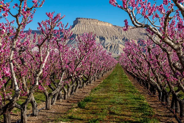 Rózsaszín Virágzik Őszibarack Fák Gyümölcsösök Palisade Colorado Mount Garfield Távolban — Stock Fotó