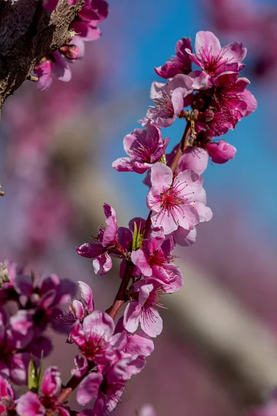Blommande Gren Persikoträd Blommar Fruktträdgård Vertikal Orientering — Stockfoto