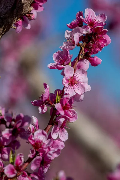 Närbild Blommande Gren Persikoträd Blommar Fruktträdgård Vertikal Orientering — Stockfoto