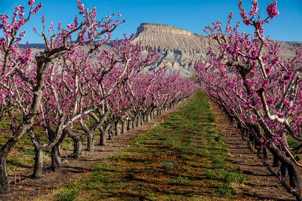 Rijen Bloeiende Roze Perzik Bomen Zonnige Lente Ochtend Palisade Colorado — Stockfoto