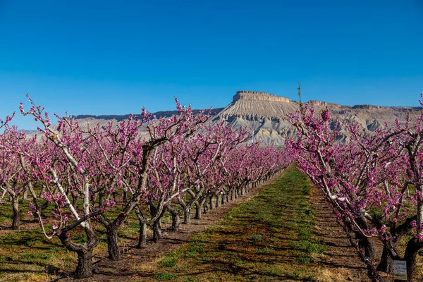 Rader Blommande Rosa Persika Träd Solig Vårmorgon Palisade Colorado Med — Stockfoto