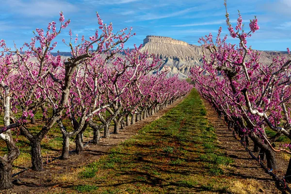 Solig Vårmorgon Med Rader Blommande Persikoträd Fruktträdgård Palisade Colorado Med — Stockfoto