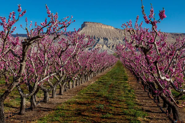 Zonnige Lenteochtend Met Rijen Bloeiende Perzikbomen Boomgaard Palisade Colorado Met — Stockfoto