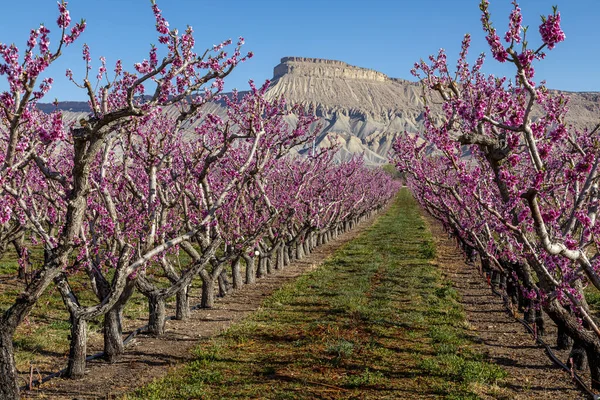 Blooming Peach Trees Pink Blooms Peach Orchard Palisade Colorado Mount — Stock Photo, Image