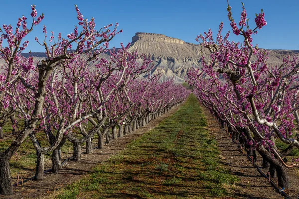 春天的早晨 阳光灿烂 科罗拉多州帕利萨德的果园里 长着一排排盛开的桃树 远处是加菲尔德山 — 图库照片