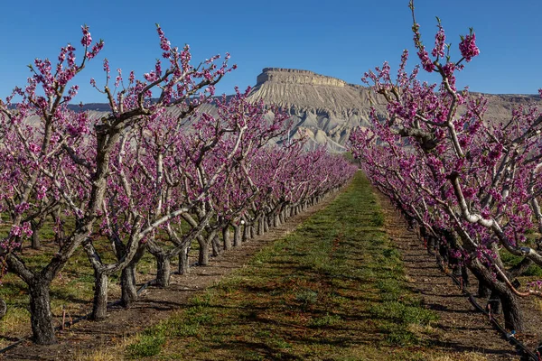 Pink Peach Blooms Peach Trees Orchard Palisade Colorado Mount Garfield — Stock Photo, Image