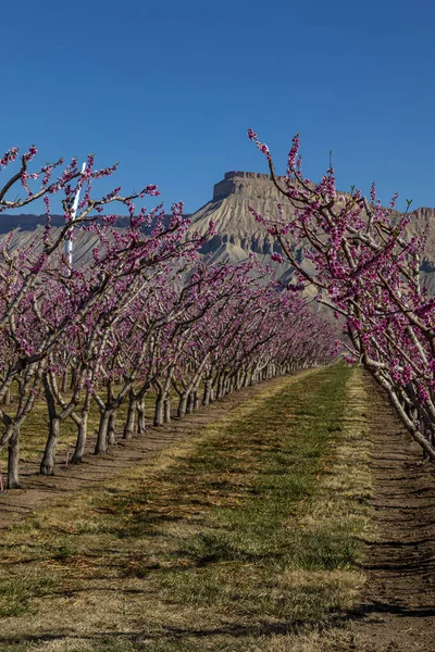 Fila Peschi Fiore Nel Frutteto Pesche Vicino Grand Junction Colorado — Foto Stock