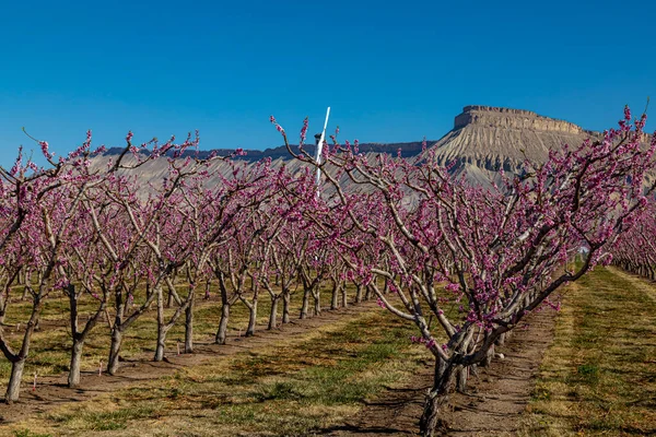 Rader Blommande Persika Träd Colorado Fruktträdgård Med Utsikt Över Mount — Stockfoto