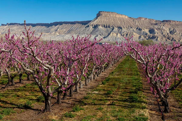 Napfényes Tavaszi Reggel Tiszta Kék Égbolttal Virágzó Őszibarack Gyümölcsösben Kilátással — Stock Fotó