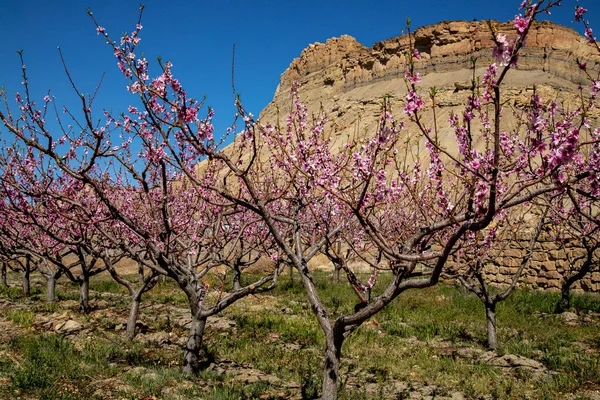 의뢰인들 가필드 기슭에 콜로라도 분홍빛 꽃들이 복숭아 과수원을 클로즈업 — 스톡 사진