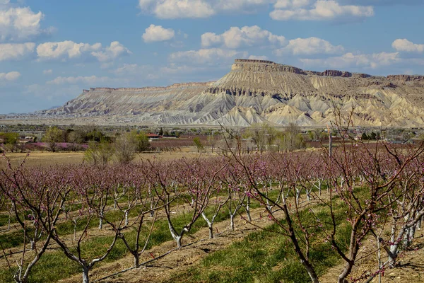 Rows Blooming Peach Trees Overlooking Colorado River Valley Mount Garfield — Stock Photo, Image
