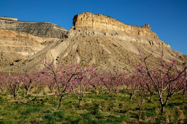 Цветущий Персиковый Сад Подножия Горы Меса Палисейд Колорадо Солнечный Весенний — стоковое фото