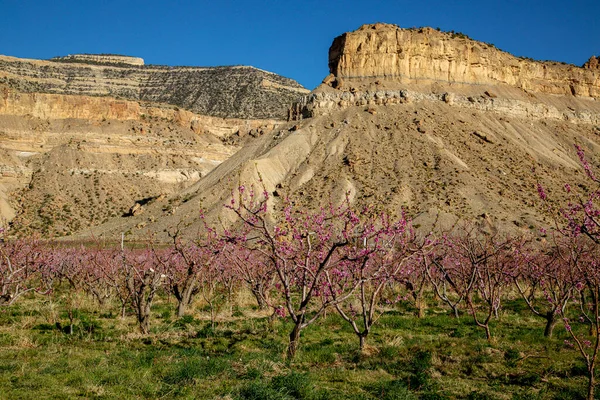 Цветущий Персиковый Сад Солнечный Весенний День Подножия Месы Палисейд Колорадо — стоковое фото