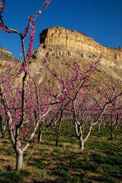 Цветущий Персиковый Сад Подножия Горы Палисейд Колорадо Солнечный Весенний День — стоковое фото