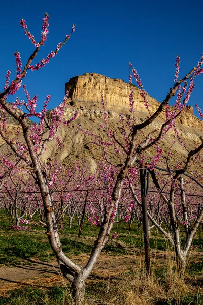 Цветущее Персиковое Дерево Обрамляющее Месу Персиковом Саду Палисаде Колорадо Солнечной — стоковое фото