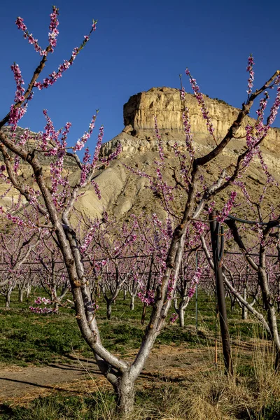 Close Blooming Peach Tree Framing Mesa Peach Orchard Palisade Colorado — Stock Photo, Image