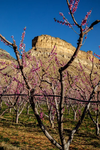Close Blooming Peach Tree Framing Mesa Peach Orchard Palisade Colorado — Stock Photo, Image
