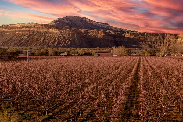 Palisade Colorado Pembe Şeftali Çiçeklerinin Açtığı Çiçek Açan Büyük Şeftali — Stok fotoğraf