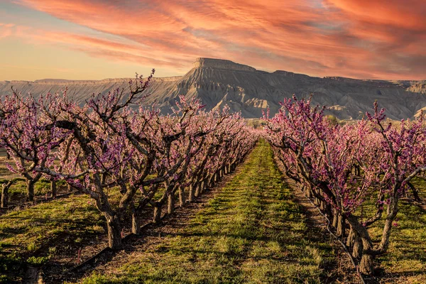 傍晚的阳光下 桃园的树上绽放着一排排粉红色的桃花 科罗拉多州帕利萨德市的云彩和五彩缤纷的落日与加菲尔山遥相望 — 图库照片