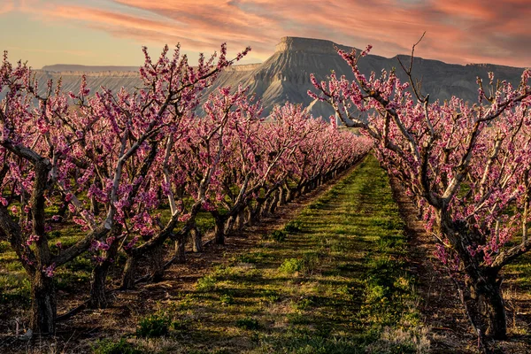 Filas Melocotones Rosados Florecen Los Árboles Huerto Melocotones Bajo Sol — Foto de Stock