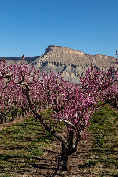 Luce Del Mattino Presto Cielo Soleggiato Blu Mattina Primavera Palisade — Foto Stock