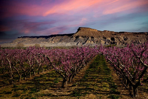 Farbenfroher Und Dramatischer Sonnenaufgang Über Blühenden Pfirsichplantagen Palisade Colorado Mit — Stockfoto