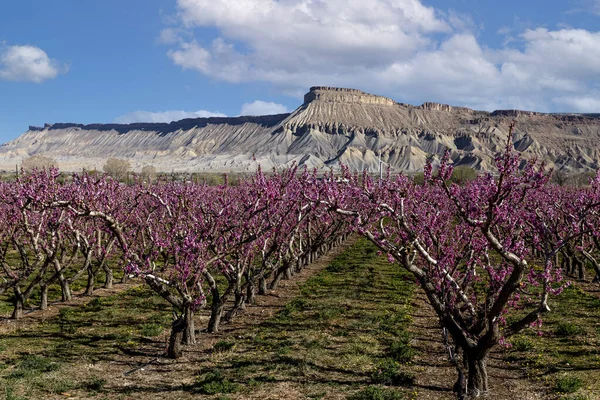 Rader Blommande Persikoträd Fruktträdgård Solig Vårmorgon Med Blå Himmel Och — Stockfoto