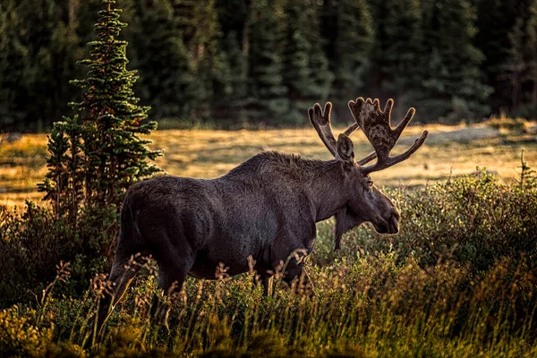 Large Bull Moose Antlers Full Summer Velvet Walking Willow Bushes — Stock Photo, Image