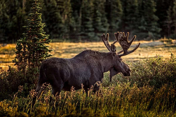 Large Bull Moose Antlers Full Summer Velvet Walking Willow Bushes — 图库照片