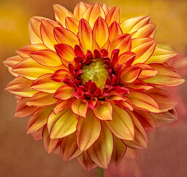 Close Yellow Orange Dahlia Flower Bloom Painted Textured Blurred Background — Zdjęcie stockowe