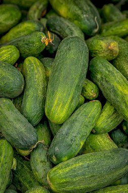 Bin of fresh grown pickles on display for sale at local farmers market on summer morning