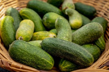Basket filled with fresh pickling pickes on display for sale at local outdoor farmers market
