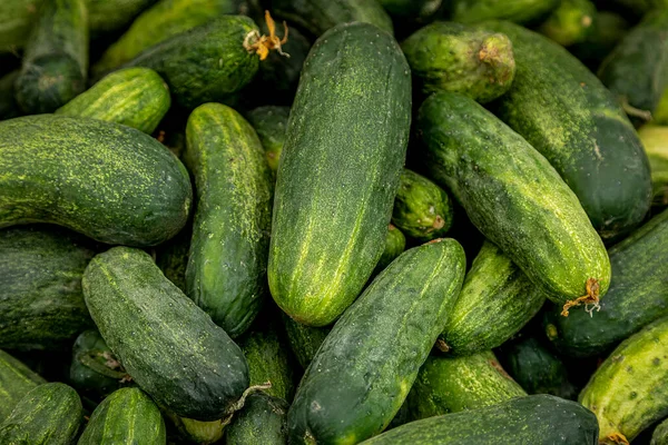 Close Bin Pickling Pickles Sale Local Farmers Market — Stockfoto