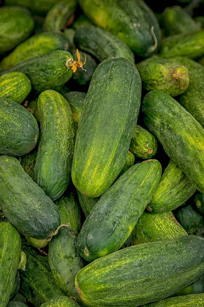 Bin Fresh Grown Pickles Display Sale Local Farmers Market Summer — Stockfoto