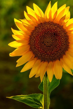 Single large yellow sunflower stem and leaves, back lit by the setting sun in a field of sunflowers at sunset, vertical orientation