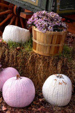 Autumn decorative display with pink mum flowers in bushel basket surrounded by pink and white painted pumpkins on bales of hay in front of wagon