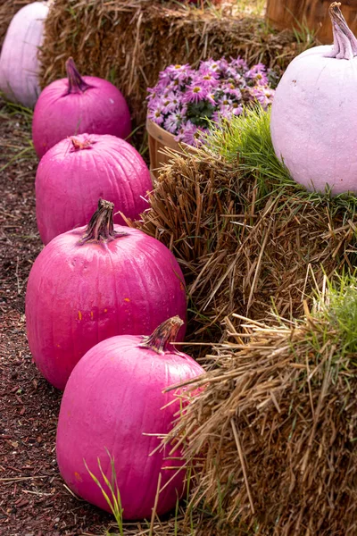 Line of bright pink pumpkins in front of bales of hay with bushel basket filled with pink mum flowers