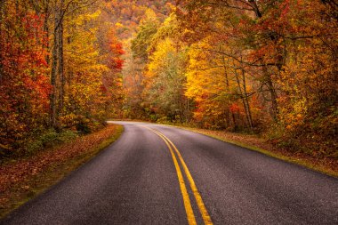 Büyük Smoky Dağları 'ndaki Blue Ridge Parkway boyunca sonbahar yolculuğu. Sonbahar renkleri arasında orman yaprakları renk değiştiriyor.